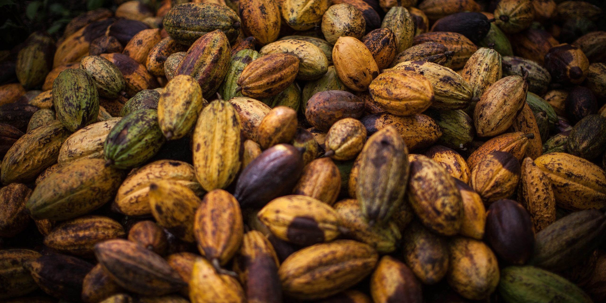 Fairtrade_pressefoto_cocoa pods at UNCRIPROCA